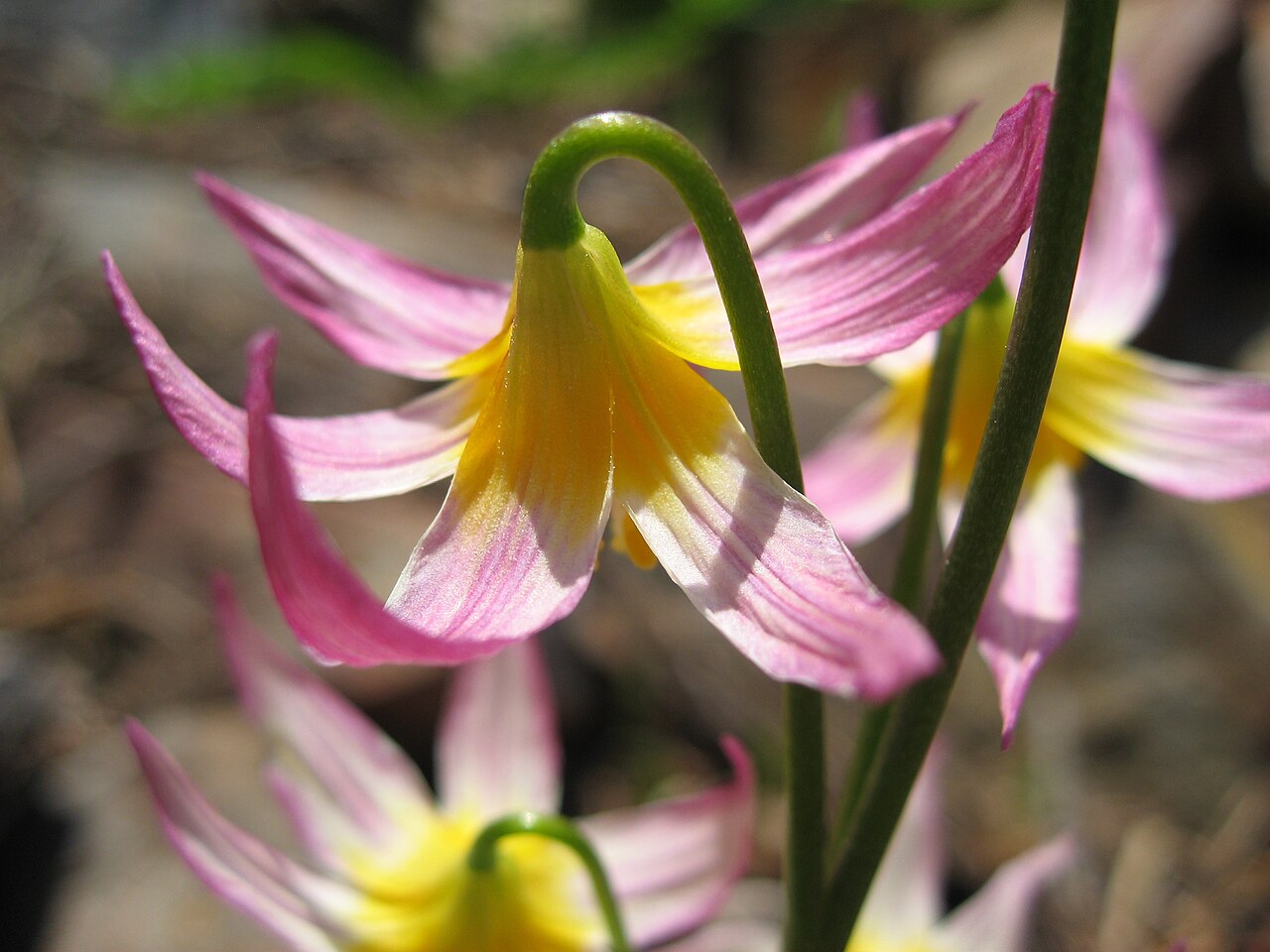 Purple fawnlily: Erythronium purpurascens — Sierra Nevada fawn lily, older flower Identified by Inzilbeth . For more information, check out wiki's page on this en:Erythronium pu