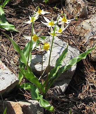 Purple fawnlily: Sierra Nevada fawn lily ( Erythronium purpurascens ) Identified by Inzilbeth . For more information, check out wiki's page on this flower .