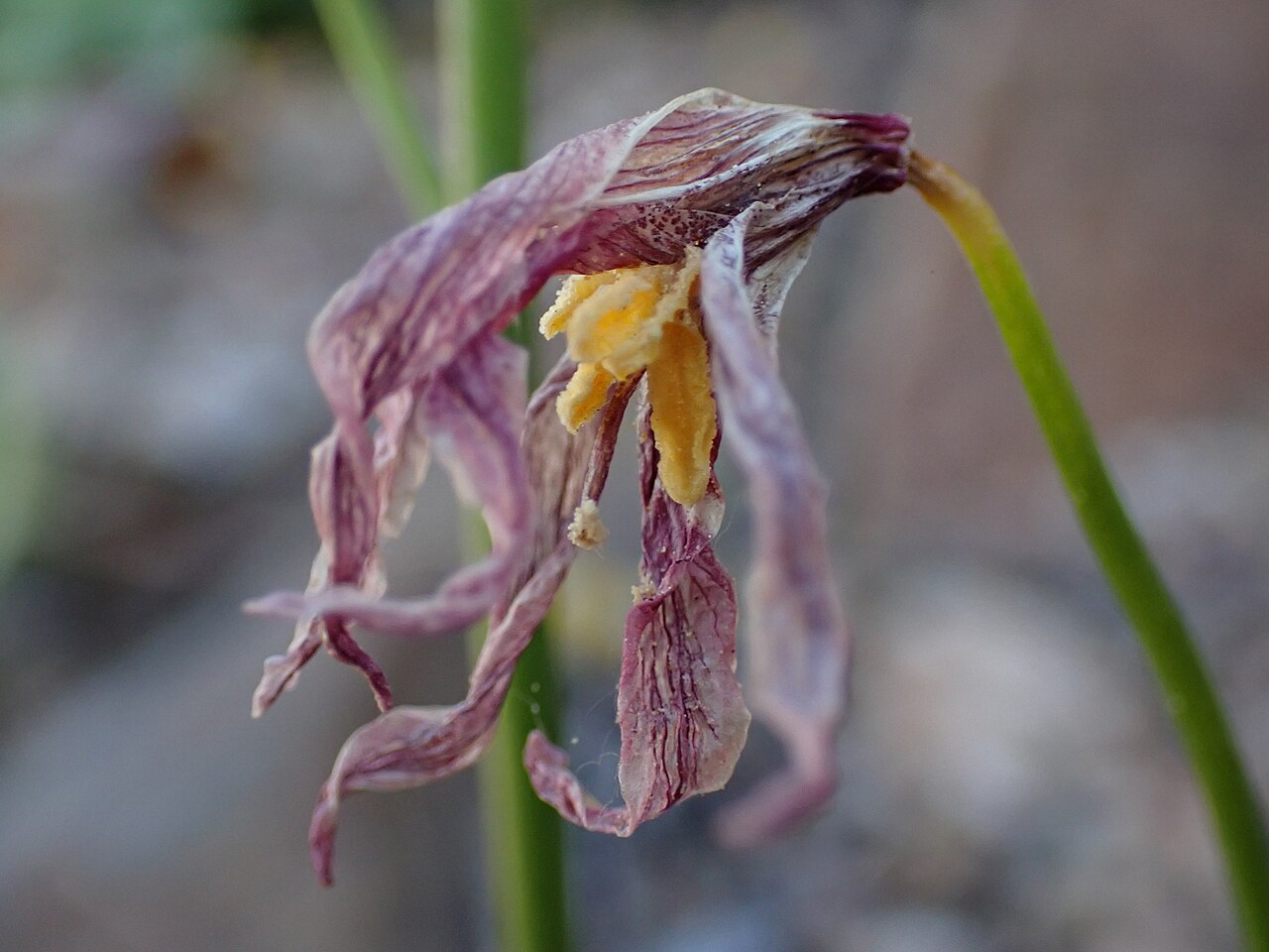 Kaweah Lakes fawnlily: Kaweah fawn lily ( Erythronium pusaterii ) in the United States