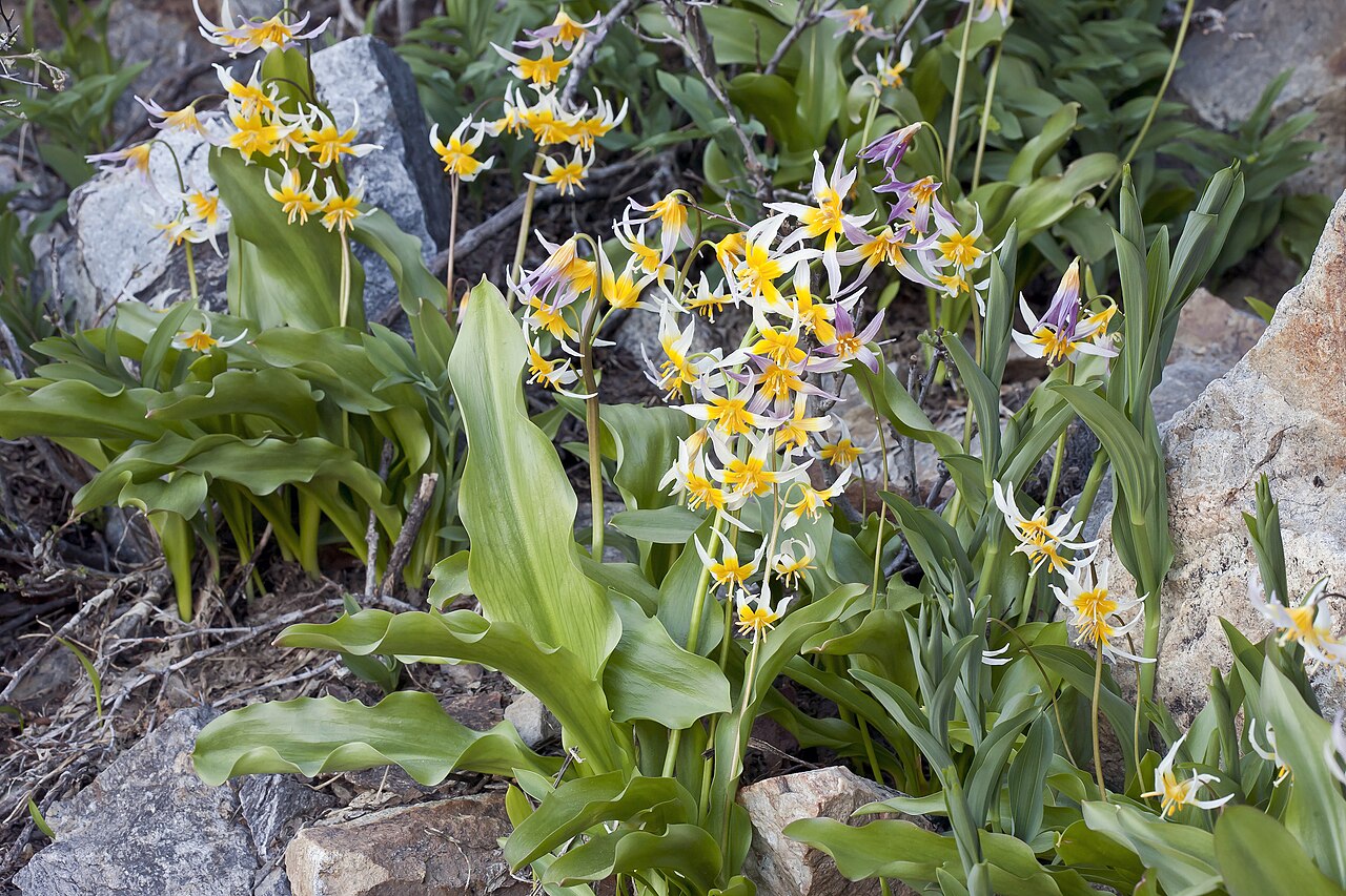 Kaweah Lakes fawnlily: Erythronium pusaterii (Kaweah Lakes fawnlily). Southern Sierra Nevada, California.
