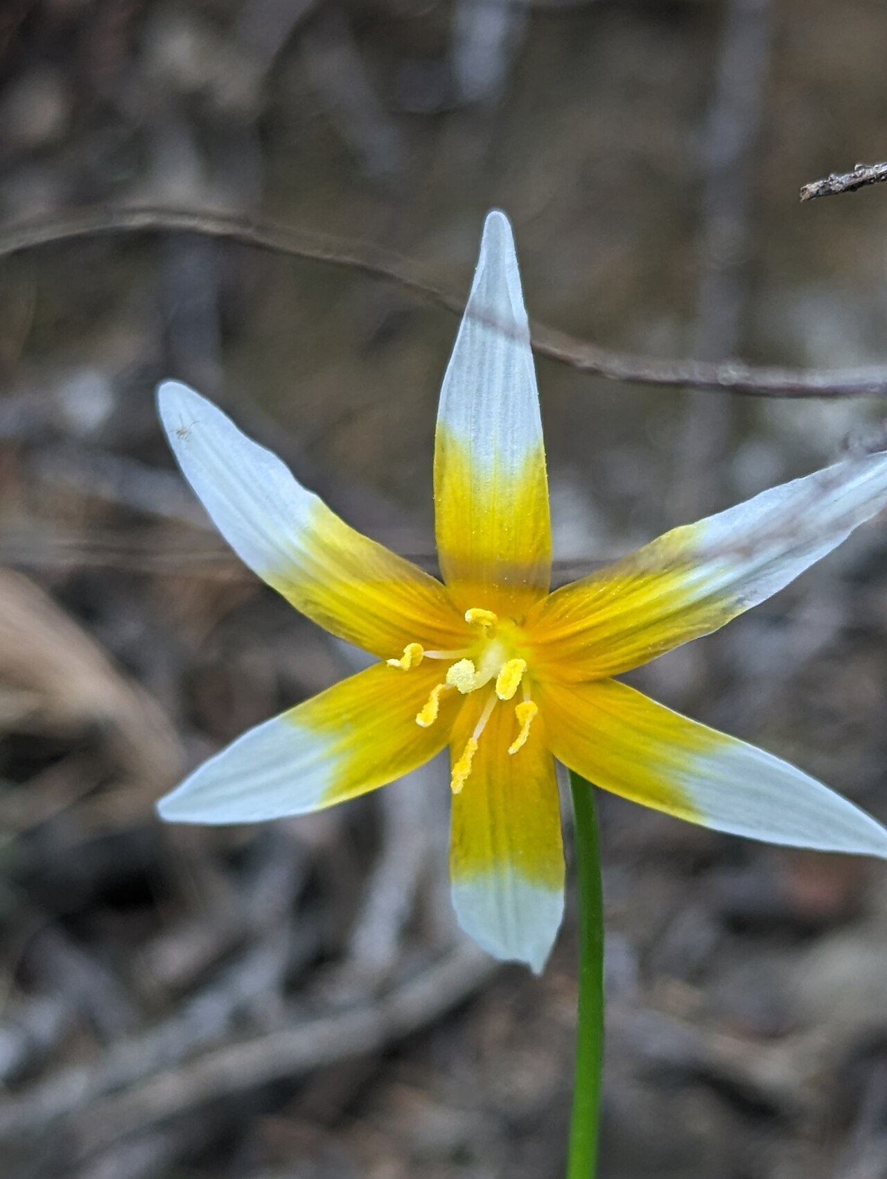 Kaweah Lakes fawnlily: Kaweah fawn lily ( Erythronium pusaterii ) in the United States