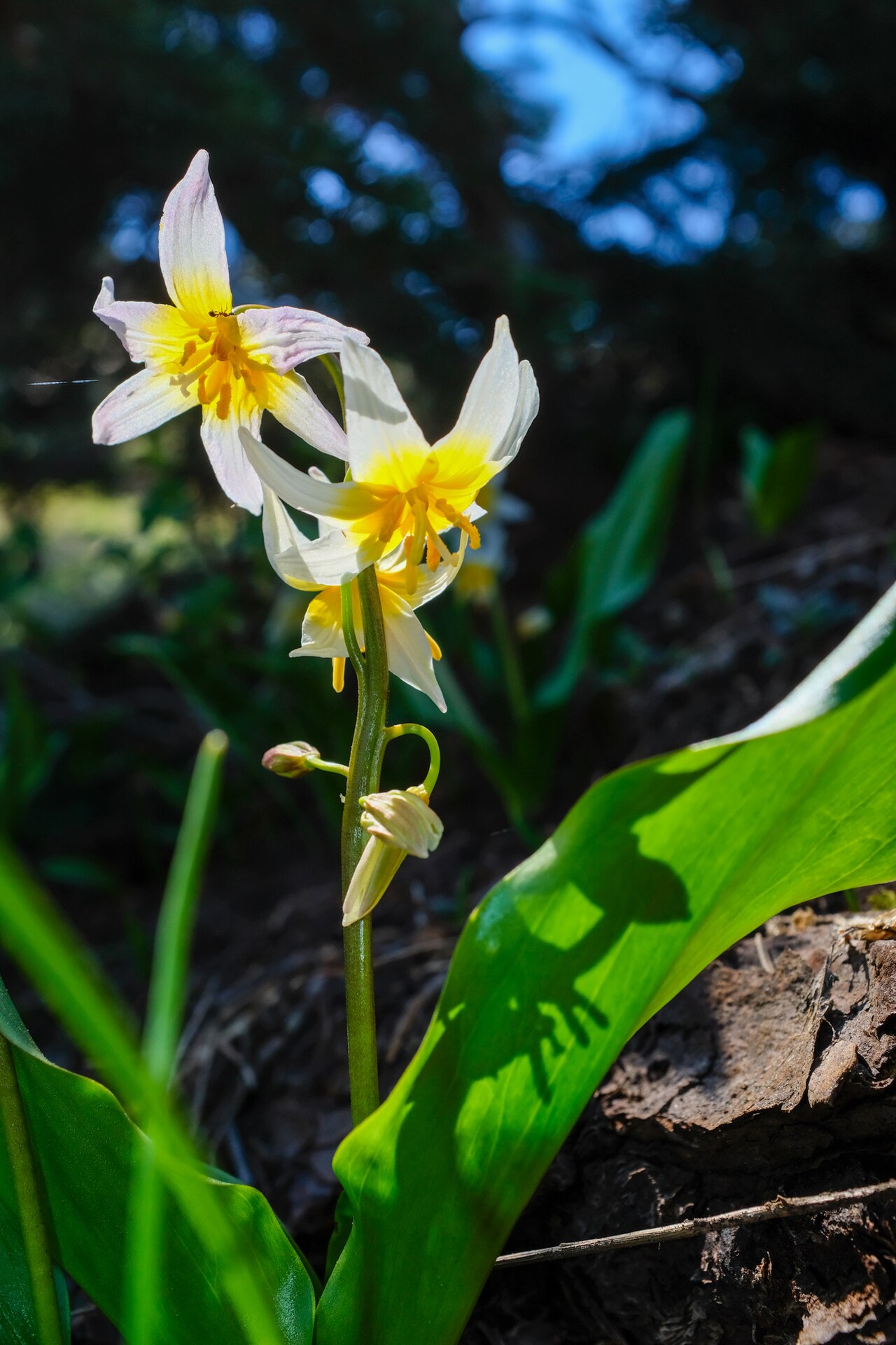 Kaweah Lakes fawnlily: Kaweah fawn lily ( Erythronium pusaterii ) in the United States