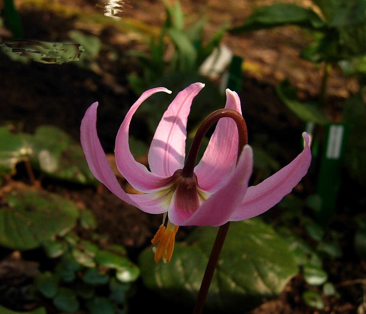 Mahogany fawnlily: Erythronium revolutum — Coast fawn lily.