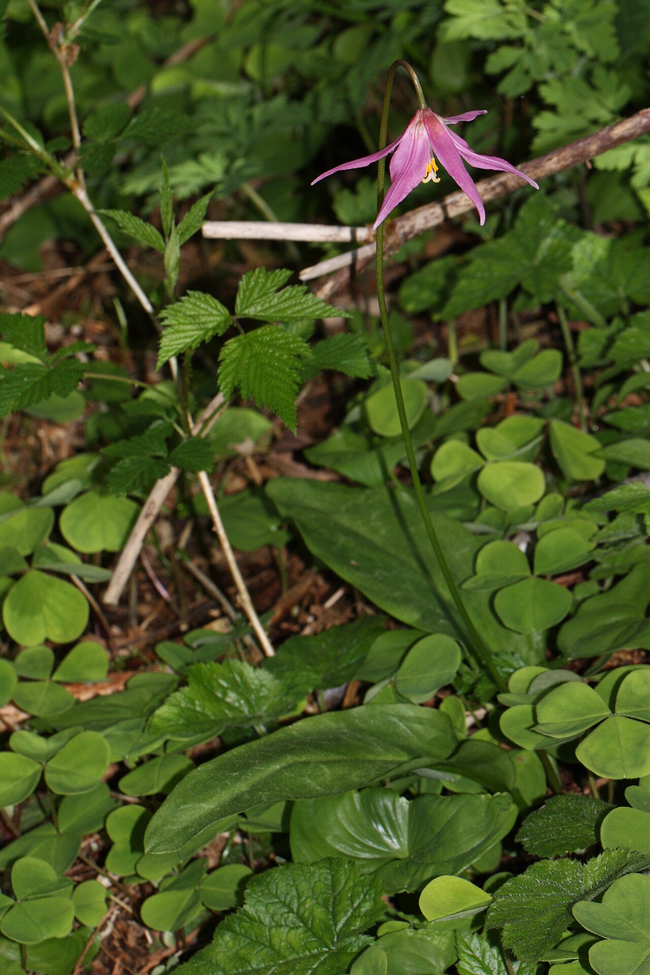 Mahogany fawnlily: Pink Fawn-lily, Coast Fawn-lily, Mahogany Fawn-lily Viewpoint location: Saddle Mountain Trail, Saddle Mountain State Natural Area Viewpoint elevation: 528 meter