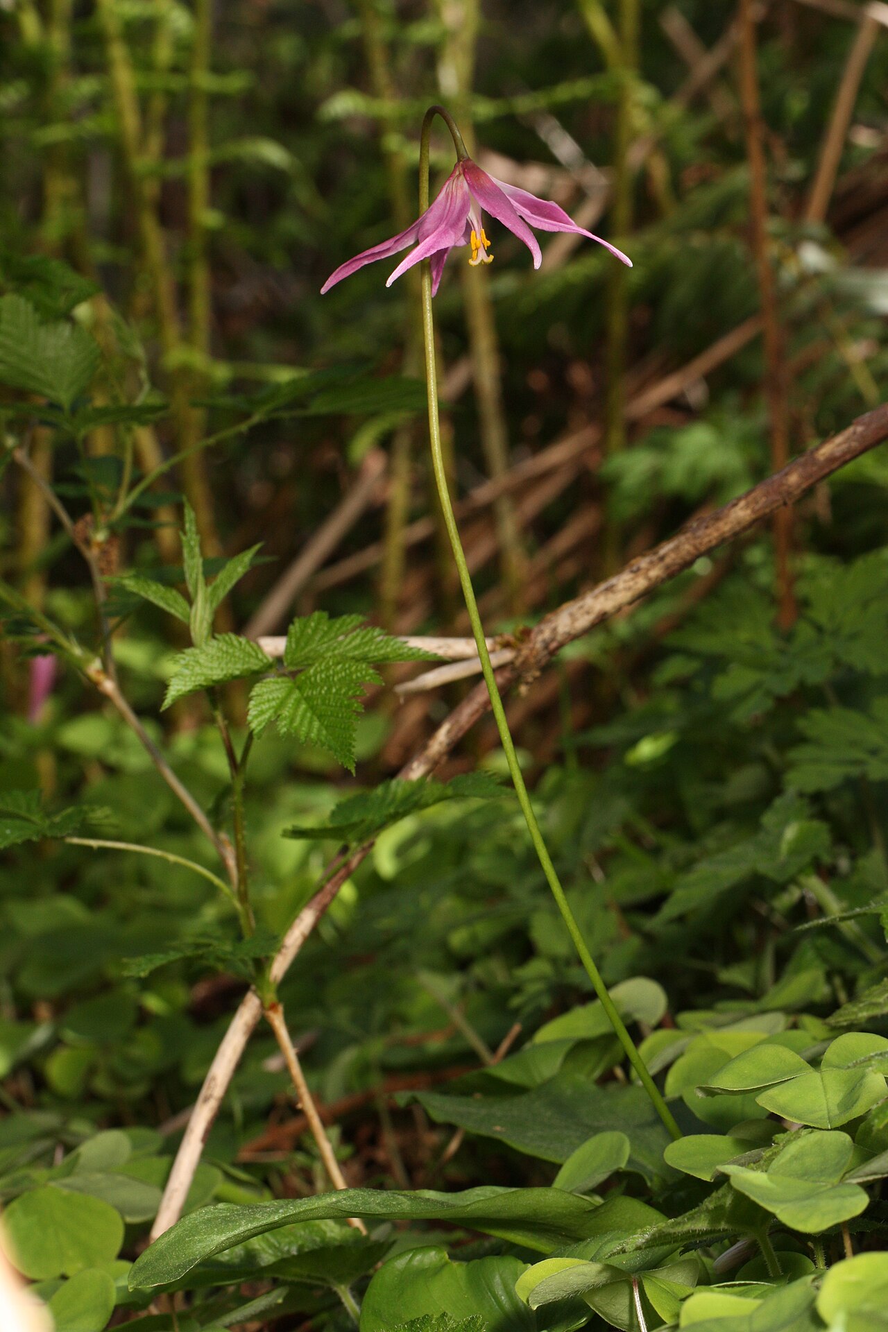 Mahogany fawnlily: Pink Fawn-lily, Coast Fawn-lily, Mahogany Fawn-lily Viewpoint location: Saddle Mountain Trail, Saddle Mountain State Natural Area Viewpoint elevation: 528 meter