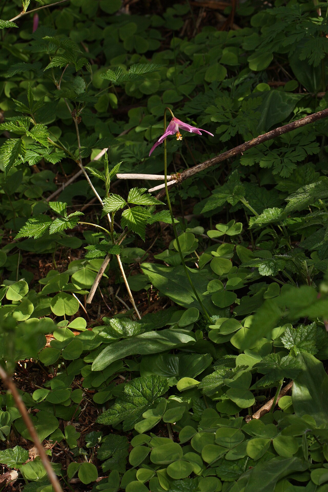 Mahogany fawnlily: Pink Fawn-lily, Coast Fawn-lily, Mahogany Fawn-lily Viewpoint location: Saddle Mountain Trail, Saddle Mountain State Natural Area Viewpoint elevation: 530 meter