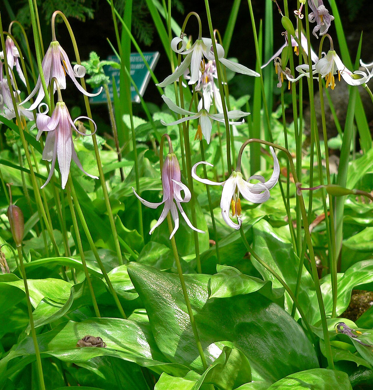 Mahogany fawnlily (Erythronium revolutum)
