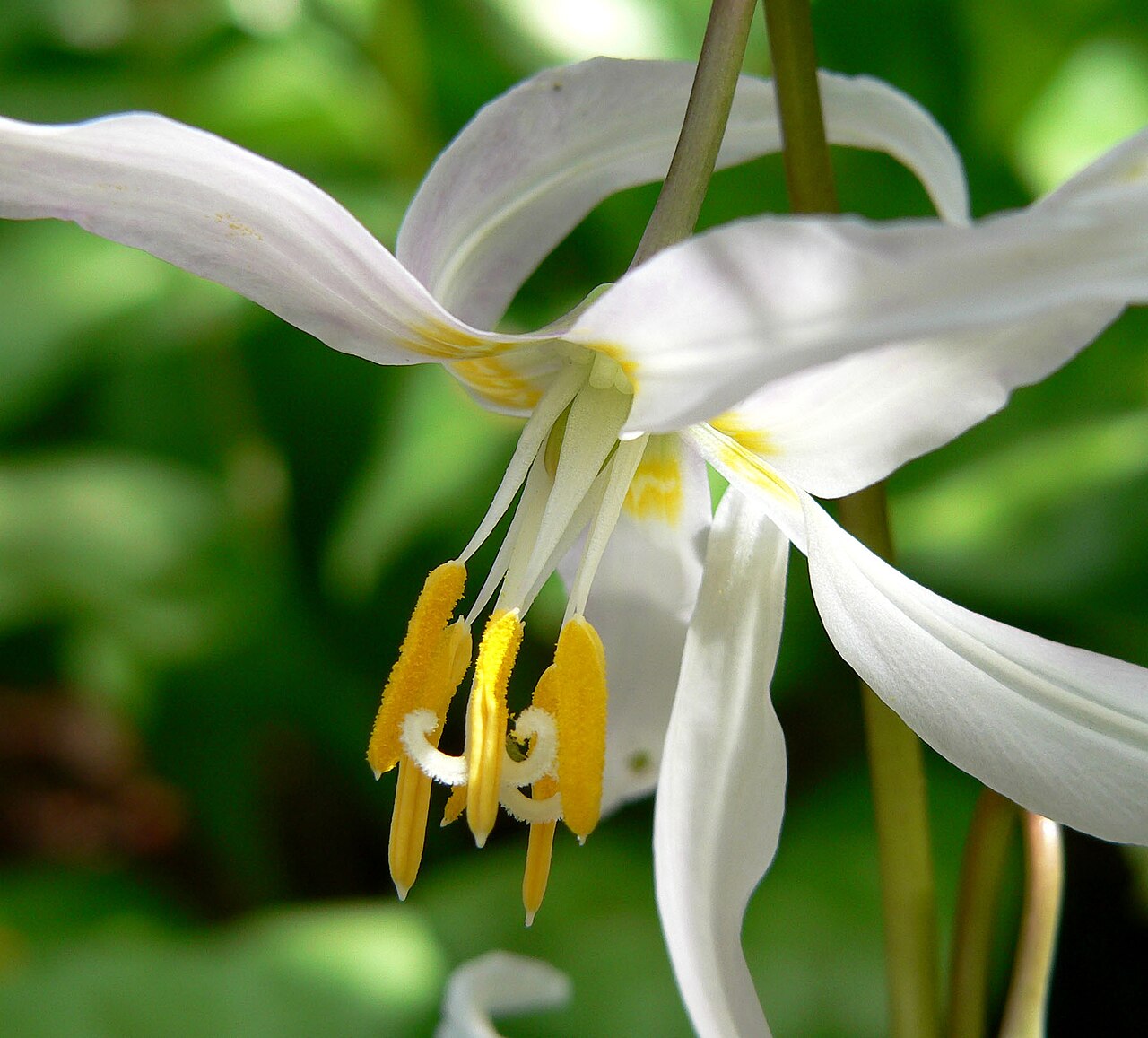 Mahogany fawnlily (Erythronium revolutum)