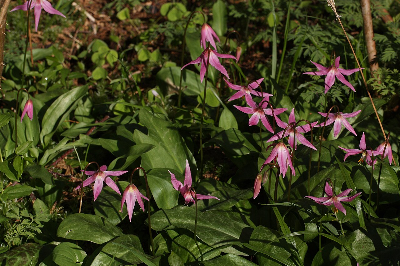 Mahogany fawnlily: Pink Fawn-lily, Coast Fawn-lily, Mahogany Fawn-lily Viewpoint location: Saddle Mountain Trail, Saddle Mountain State Natural Area Viewpoint elevation: 534 meter