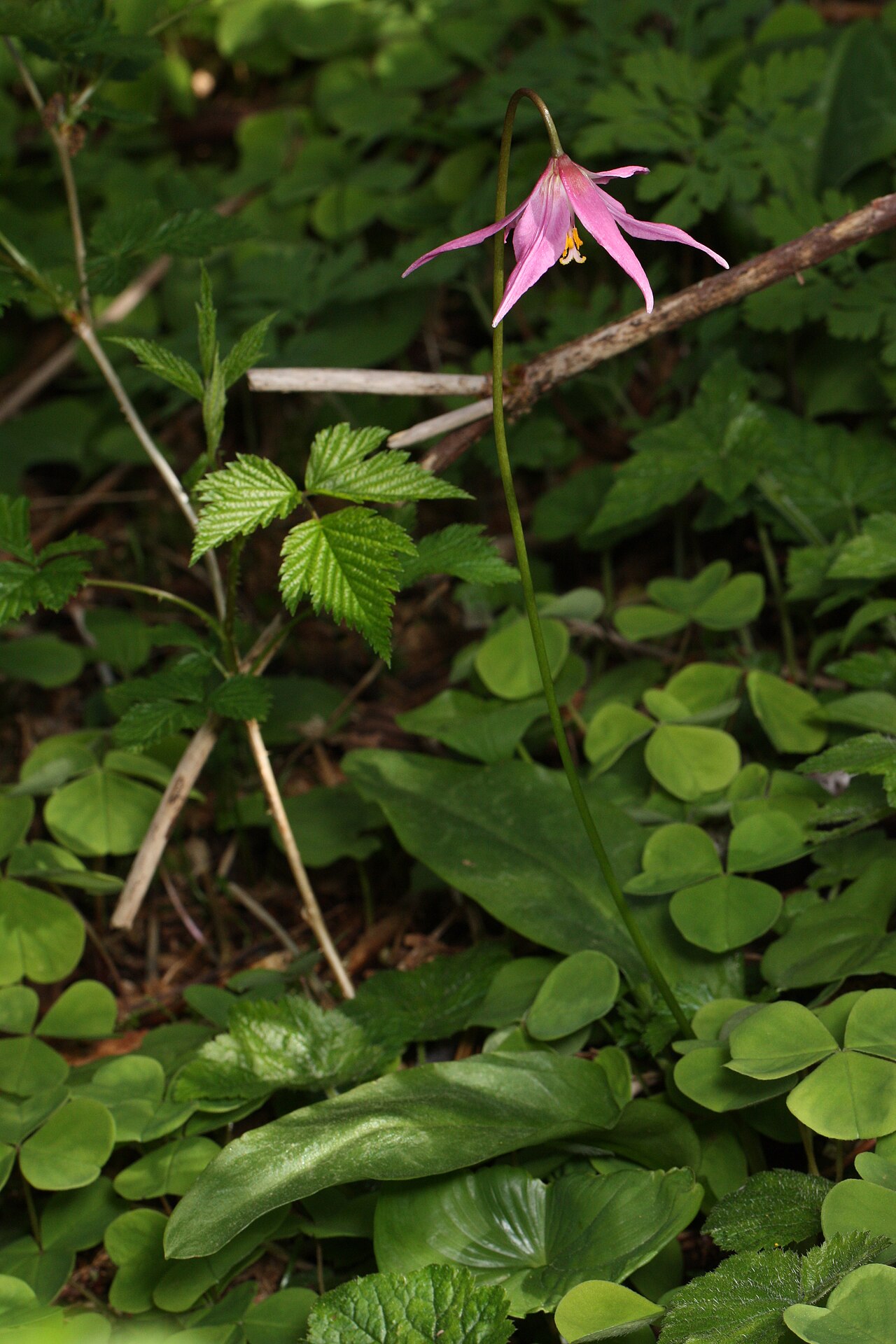 Mahogany fawnlily: Pink Fawn-lily, Coast Fawn-lily, Mahogany Fawn-lily Viewpoint location: Saddle Mountain Trail, Saddle Mountain State Natural Area Viewpoint elevation: 528 meter