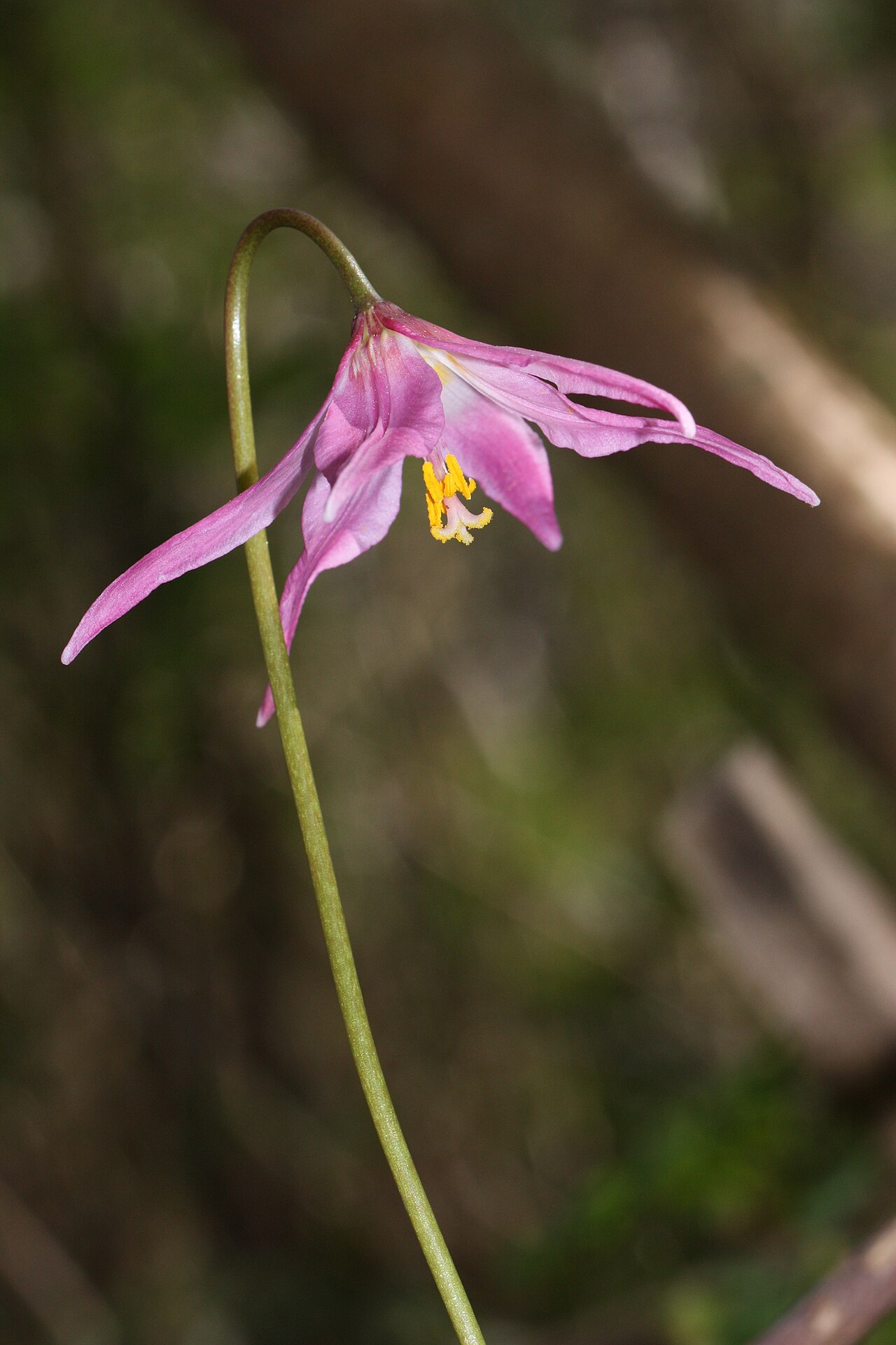 Mahogany fawnlily: Pink Fawn-lily, Coast Fawn-lily, Mahogany Fawn-lily Viewpoint location: Saddle Mountain Trail, Saddle Mountain State Natural Area Viewpoint elevation: 527 meter
