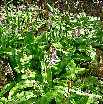 Mahogany fawnlily (Erythronium revolutum)