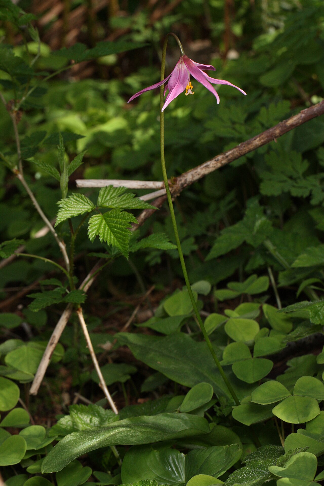 Mahogany fawnlily: Pink Fawn-lily, Coast Fawn-lily, Mahogany Fawn-lily Viewpoint location: Saddle Mountain Trail, Saddle Mountain State Natural Area Viewpoint elevation: 528 meter