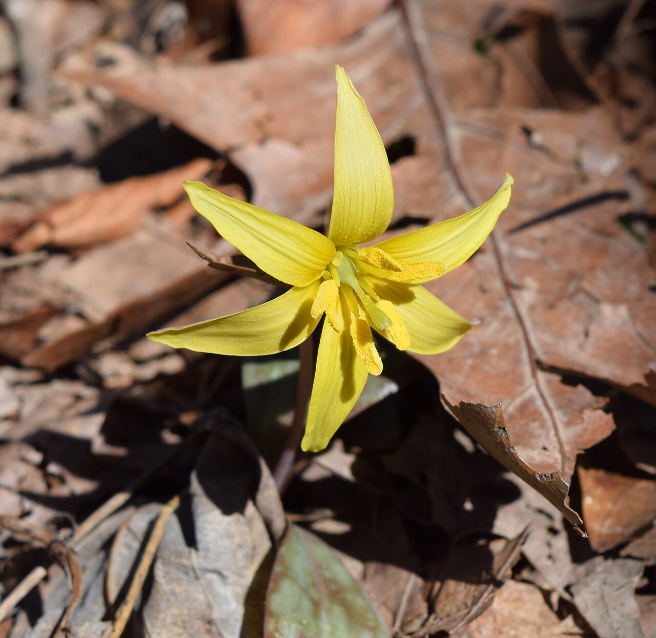 Yellow fawn lily: Erythronium rostratum flowers in Ouachita National Forest, Arkansas