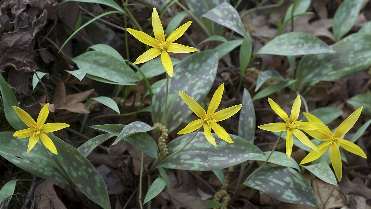 Yellow fawn lily: Species from central North America Common name: Trout Lily Photographed in Boyle Park, Pulaski County, Little Rock, Arkansas