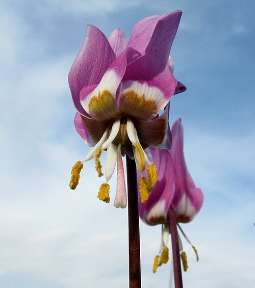 Erythronium sajanense: Цветок кандыка саянского в конце цветения.