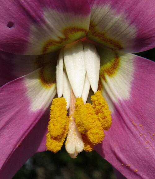 Erythronium sajanense: Генеративные органы в цветке кандыка саянского.