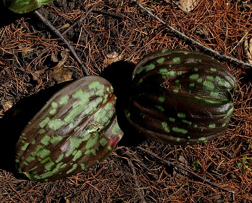 Erythronium sajanense: Листья молодого растения кандыка саянского