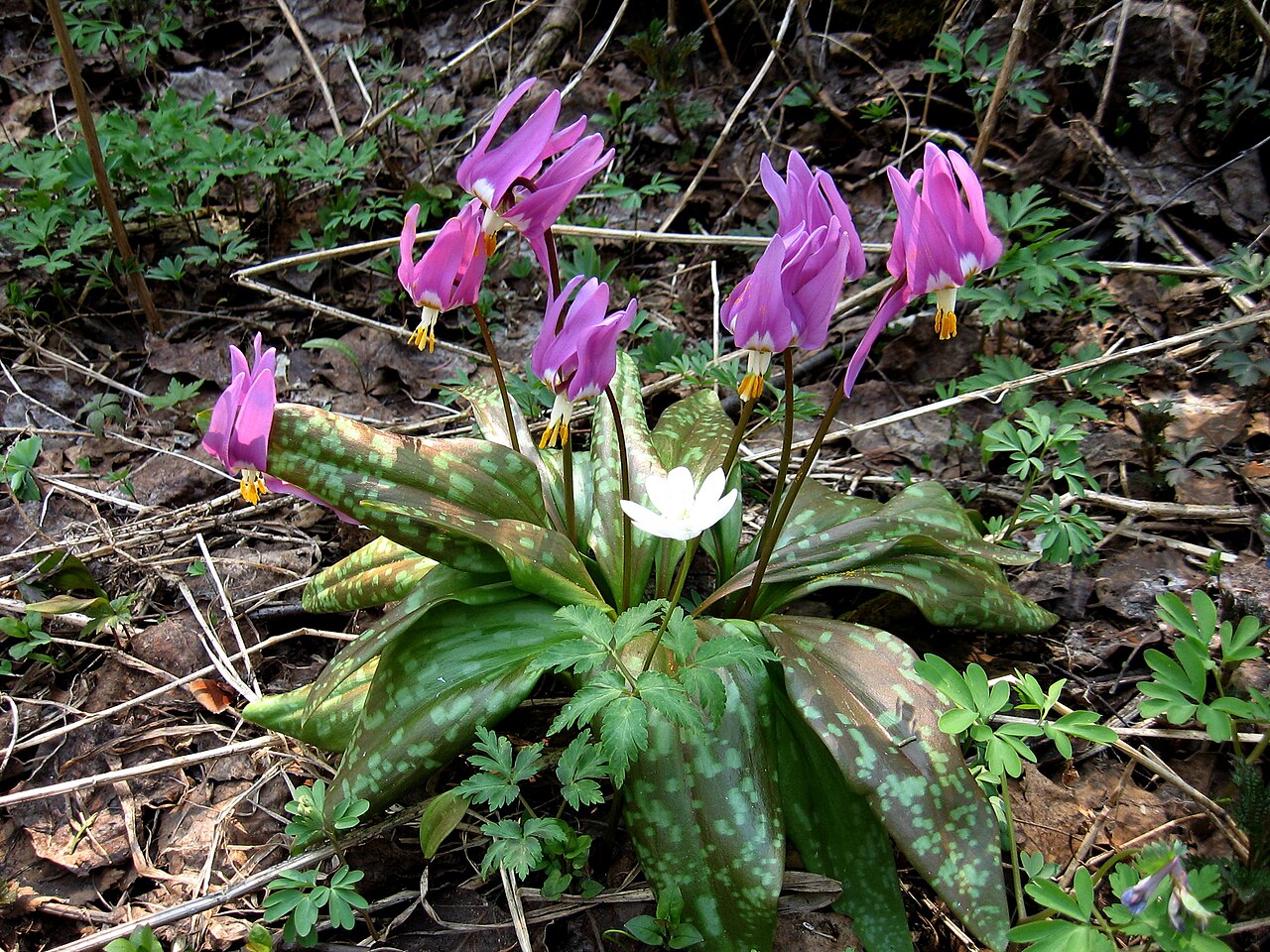 Erythronium sajanense: Куртина растений в черневом осиннике (Западный Саян), Красноярский край, Ермаковский р-н, окр. пос. Танзыбей, берег р. Малый Кебеж. 25.04.2007