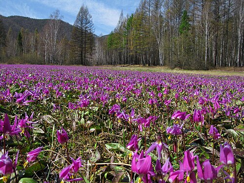 Erythronium sajanense: Аспект цветущего кандыка саянского в долине р. Ус (парк "Ергаки"). 05.05.2011