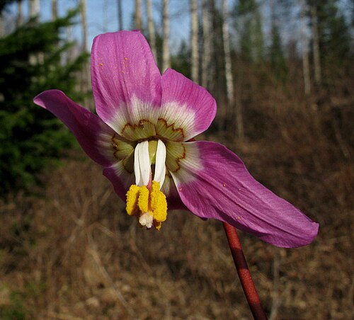 Erythronium sajanense: Цветок кандыка саянского (Erythronium sajanense) в начале цветения. Западный Саян, черневой осинник близ пос. Танзыбей. 29.04.2012