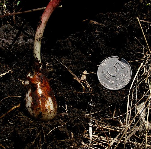 Erythronium sajanense: Луковица кандыка саянского в сравнении с 5-рублевой монетой