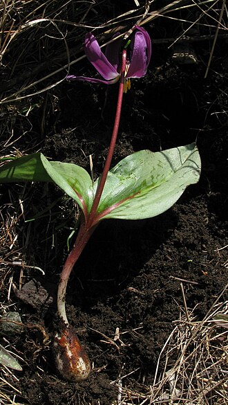 Erythronium sajanense: Растение кандыка саянского.