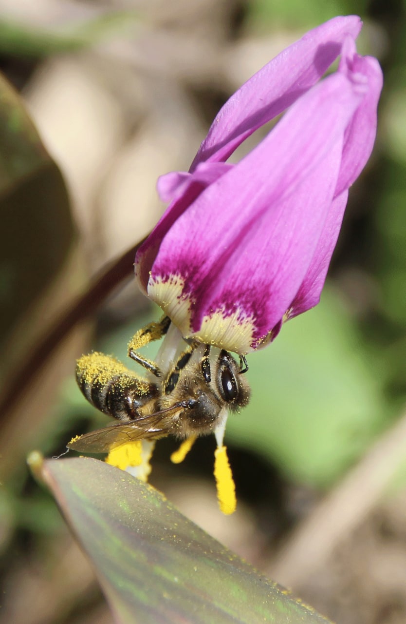 Erythronium sibiricum: Пчела (Apis melifera) собирает пыльцу с кандыка сибирского (Erythronium sibiricum).