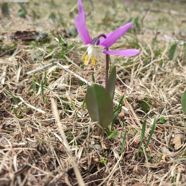 Erythronium sibiricum (Erythronium sibiricum)
