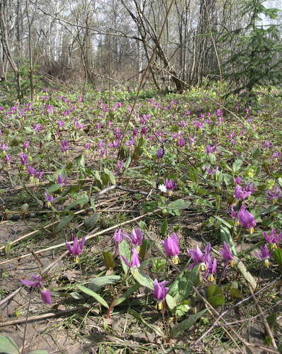 Erythronium sibiricum (Erythronium sibiricum)