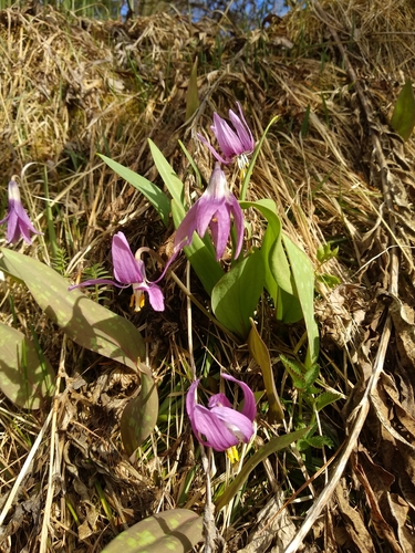 Erythronium sibiricum (Erythronium sibiricum)