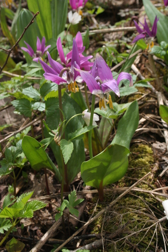 Erythronium sibiricum (Erythronium sibiricum)