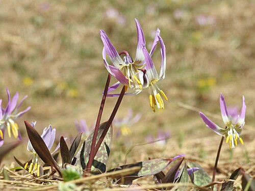Erythronium sibiricum: Erythronium sibiricum in Markakol reserve, Kazakhstan