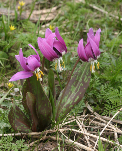 Erythronium sibiricum (Erythronium sibiricum)