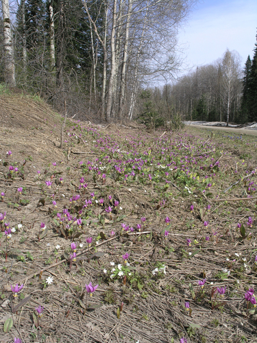 Erythronium sibiricum (Erythronium sibiricum)