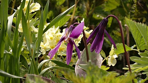 Erythronium sibiricum: Erythronium sibiricum and Corydalis bracteata (at the back) in Igoumensky park, Tomsk
