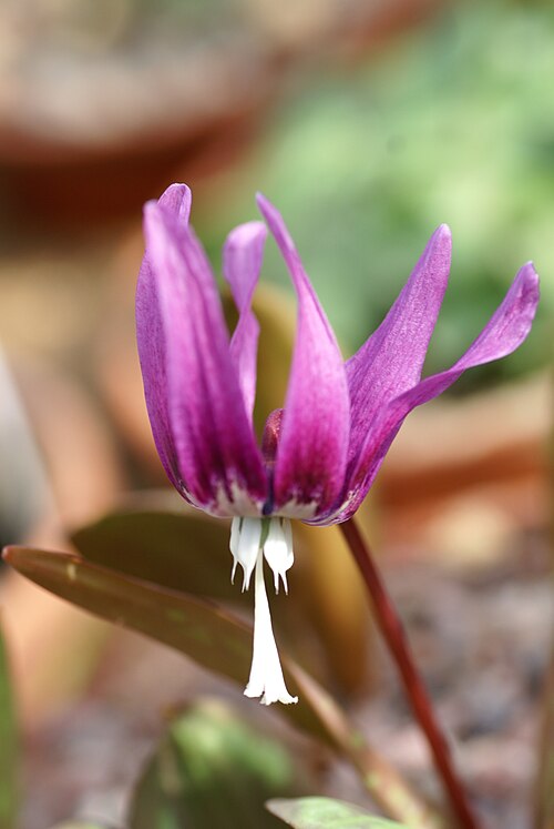 Erythronium sibiricum: Plant species Erythronium sibiricum in Göteborgs botaniska trädgård in Gothenburg, Sweden