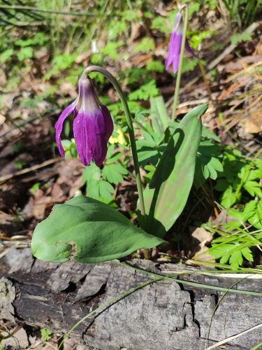 Erythronium sibiricum (Erythronium sibiricum)