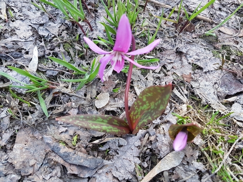 Erythronium sibiricum (Erythronium sibiricum)