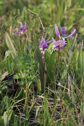 Erythronium sulevii (Erythronium sulevii)