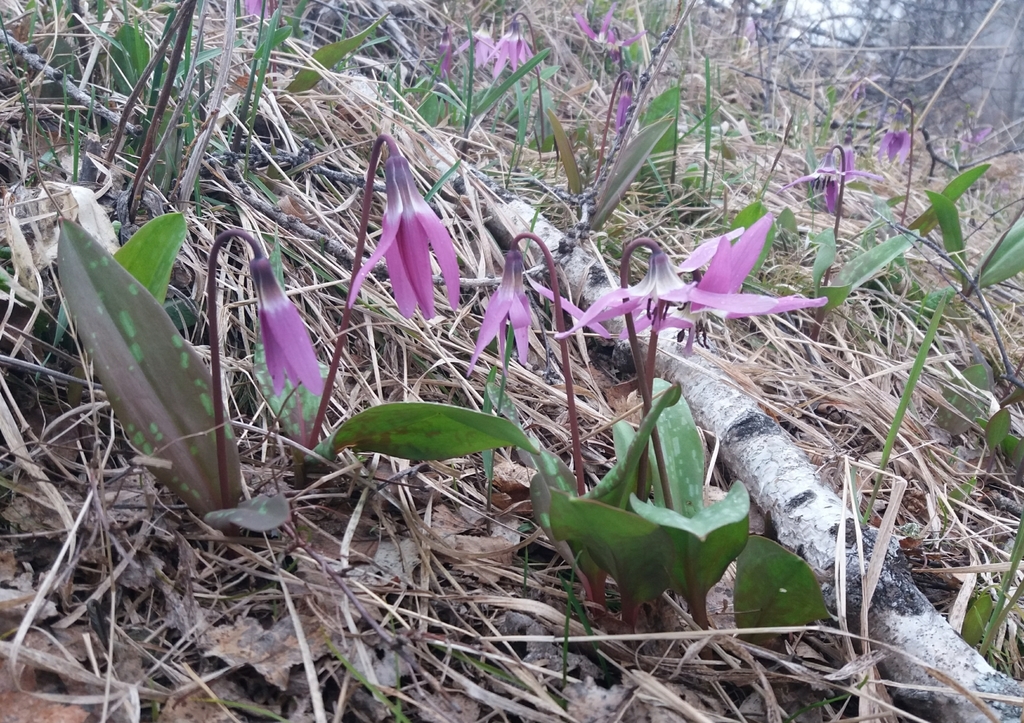 Erythronium sulevii (Erythronium sulevii)