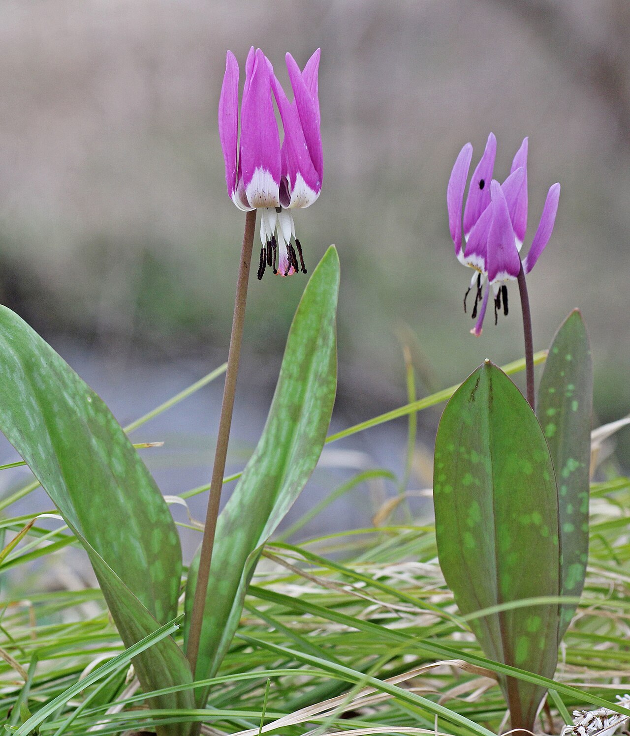 Erythronium sulevii: Erythronium sulevii