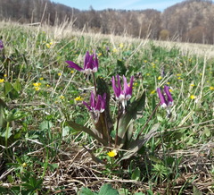 Erythronium sulevii (Erythronium sulevii)