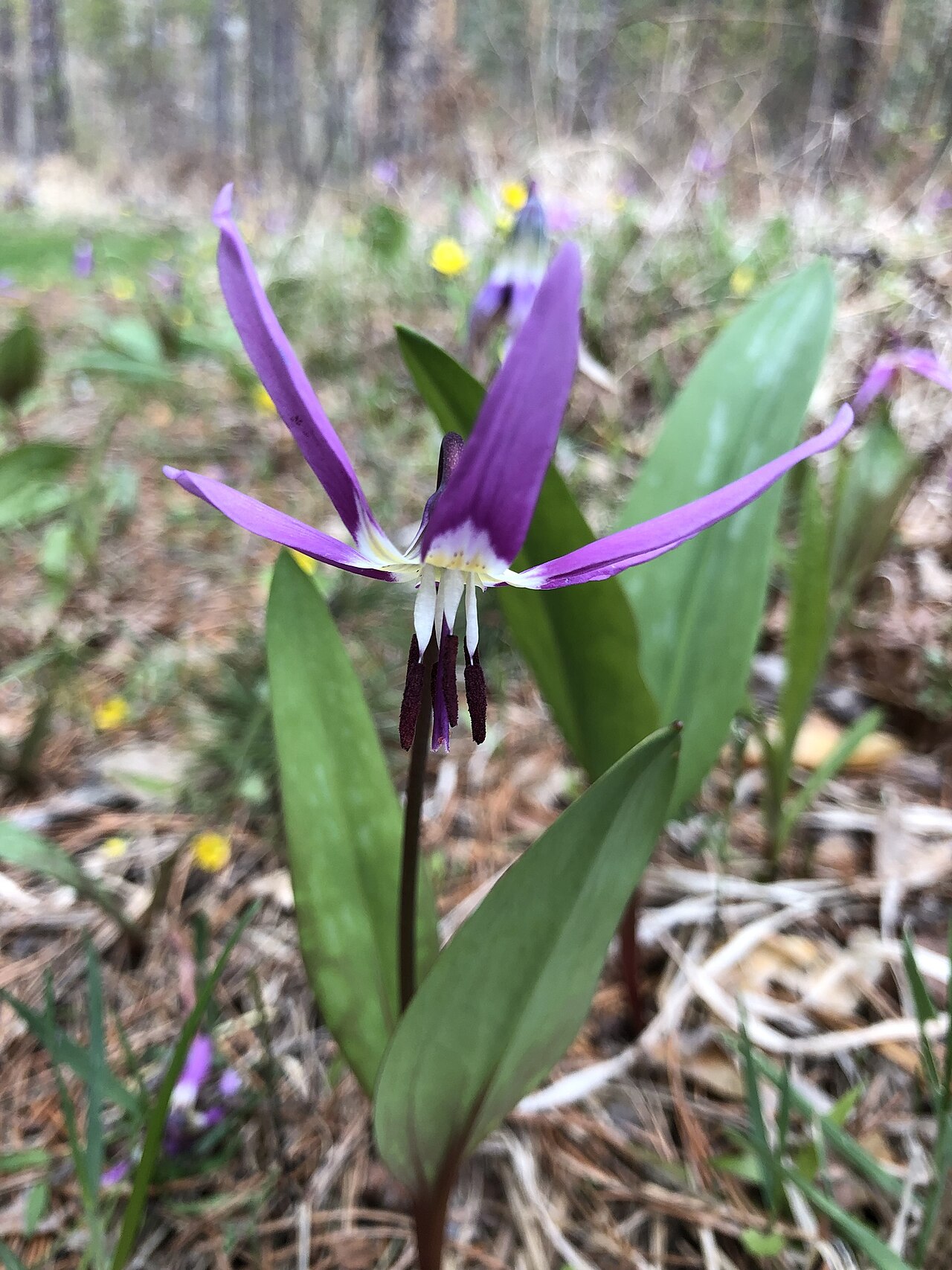 Erythronium sulevii: Erythronium sulevii in Russia