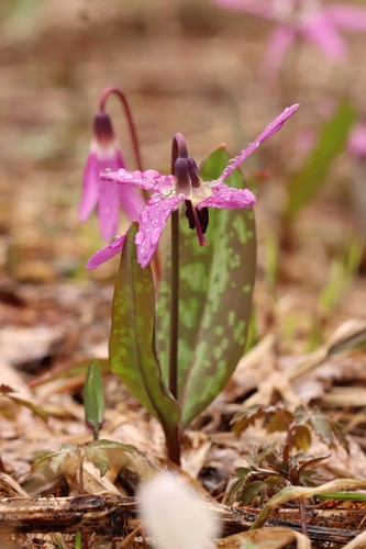 Erythronium sulevii (Erythronium sulevii)