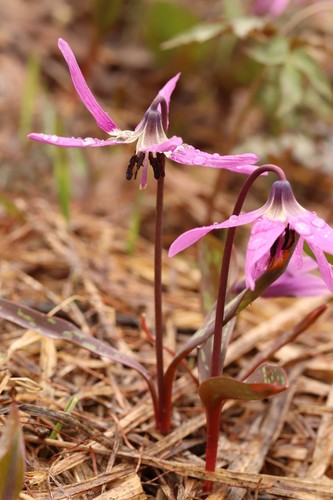 Erythronium sulevii (Erythronium sulevii)