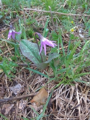 Erythronium sulevii (Erythronium sulevii)
