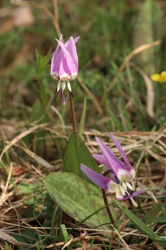 Erythronium sulevii (Erythronium sulevii)