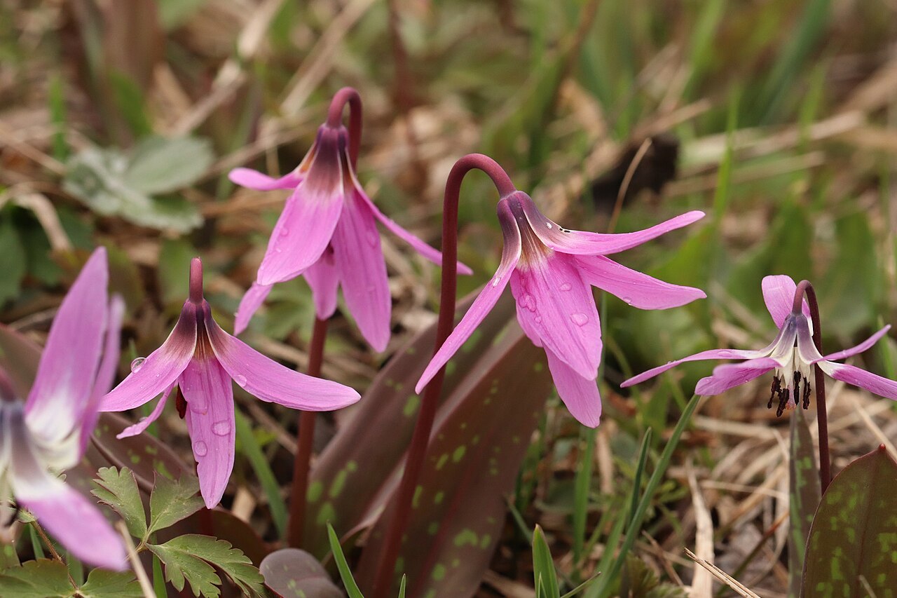 Erythronium sulevii: Erythronium sulevii in Russia