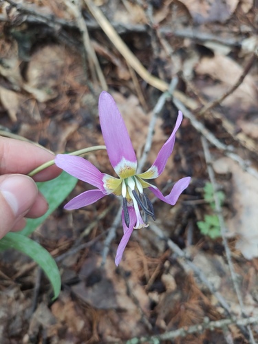 Erythronium sulevii (Erythronium sulevii)